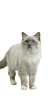 Cat Blue