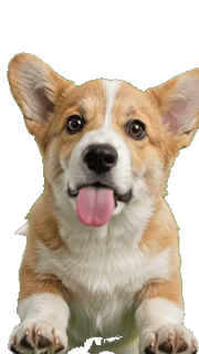 Corgi