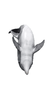Dolphin