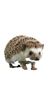 Hedgehog