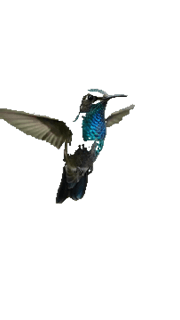 Hummingbird