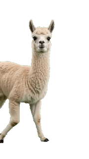 Llama