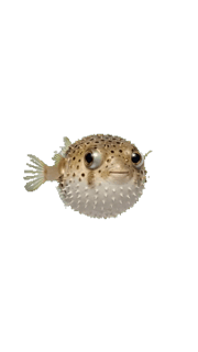 Puffer Fish
